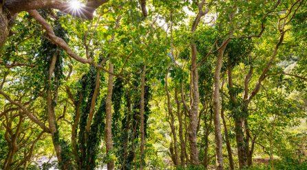 La movilización internacional de músicos y luthieres logra mantener el pernambuco en el Apéndice II